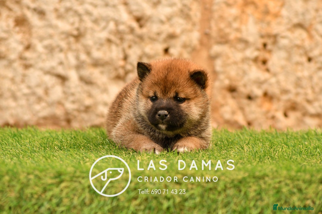 Shiba Inu perros en venta: SHIBA INU DISPONIBLES - Imagen 4
