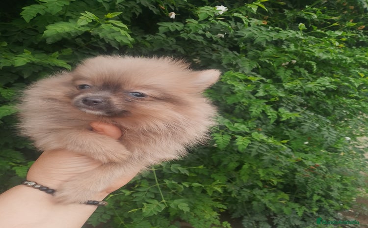 Pomchi perros - Anuncio 1