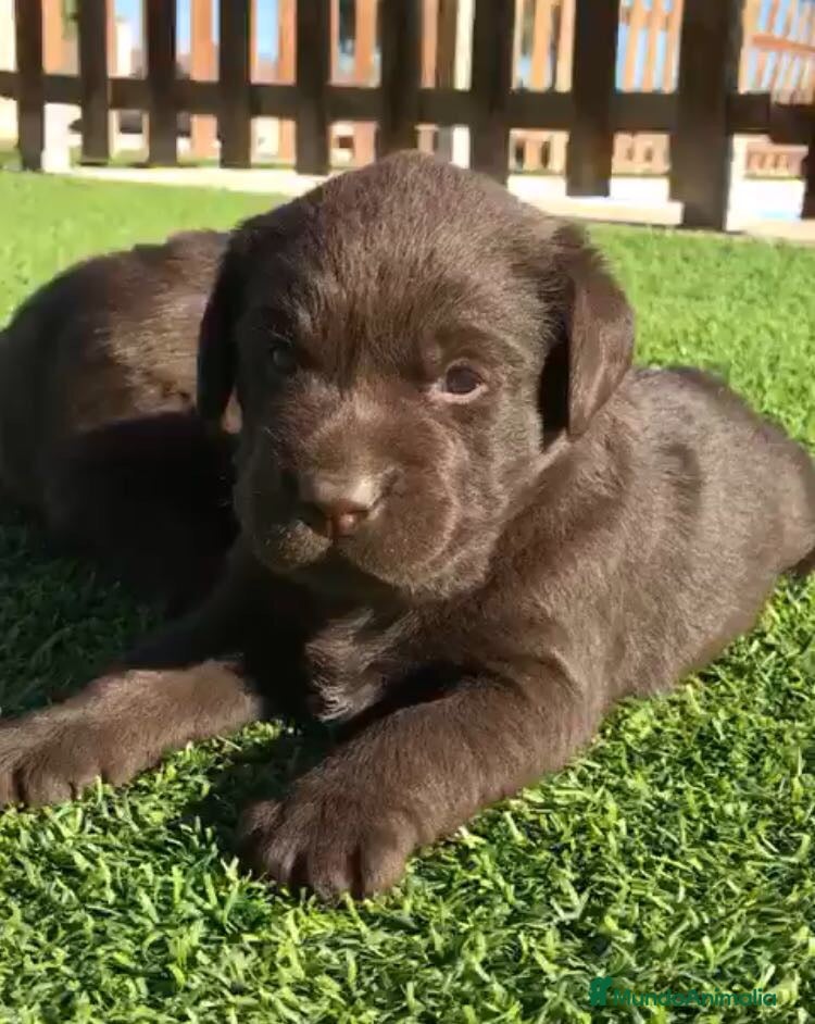 Labrador Retriever perros en venta: Cachorros labrador chocolate con pedigree  - Anuncio 2