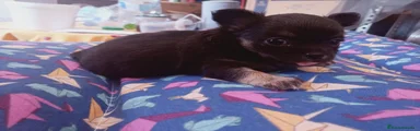 Chihuahua 1