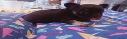 Chihuahua perros en venta: Camada Flapi Chihuahua  - Anuncio 8