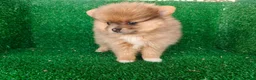 Pomerania perros en venta: pomerania - Anuncio 10