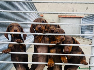 Teckel perros en Salamanca - Anuncio 23