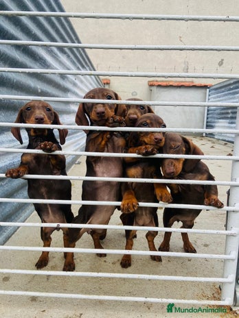 Teckel perros en Salamanca - Anuncio 9