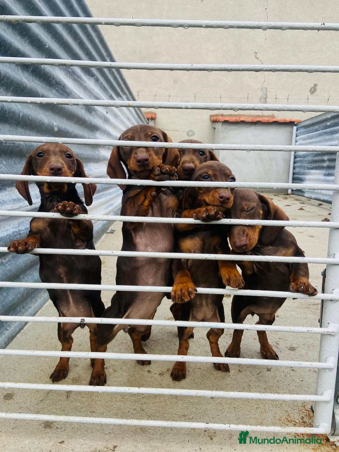 Teckel perros en venta: Teckel en Salamanca - Anuncio 1