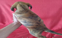 Boxer perros en venta: Boxer  - Imagen 3