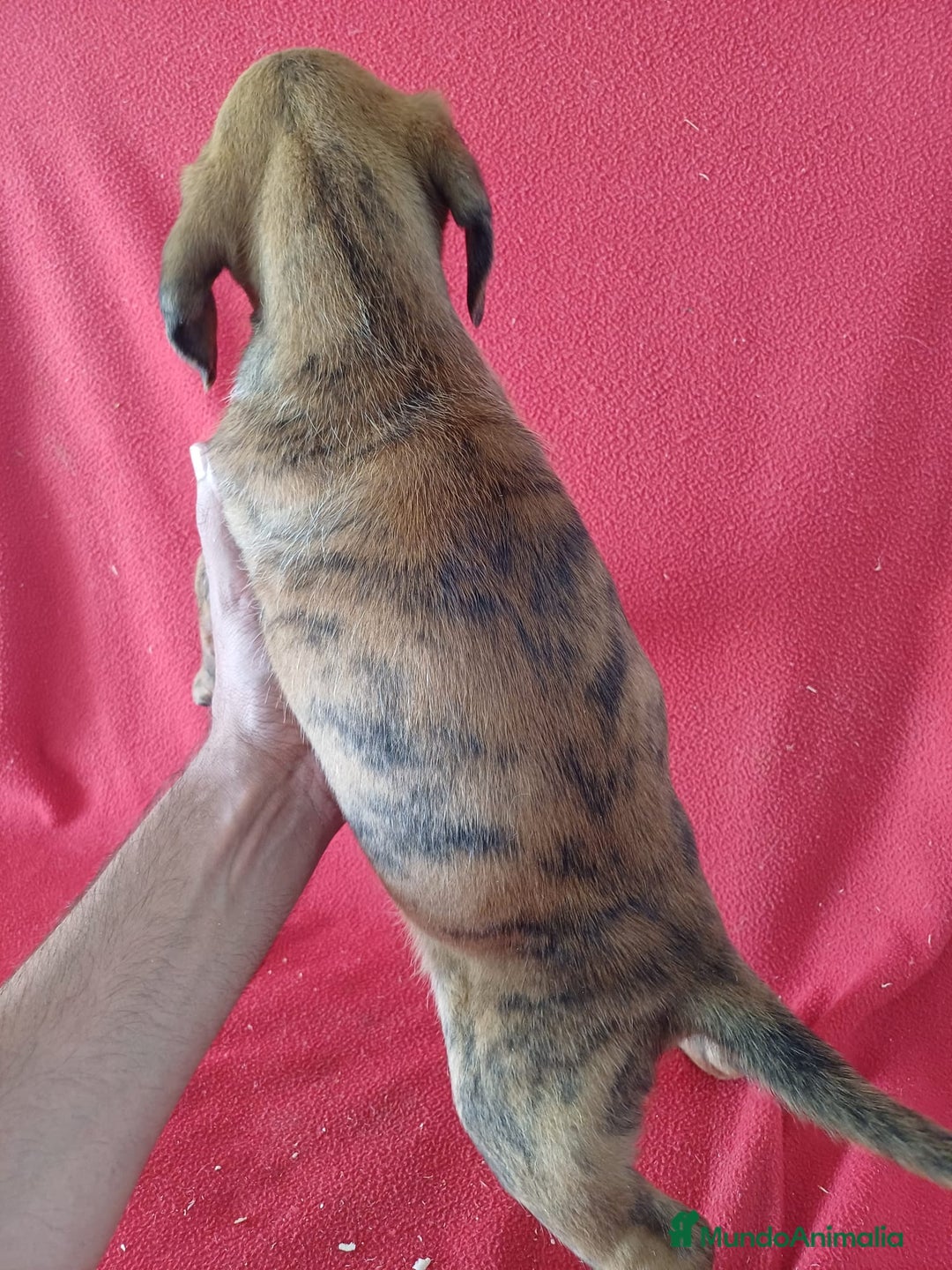 Boxer perros en venta: Boxer  - Imagen 3