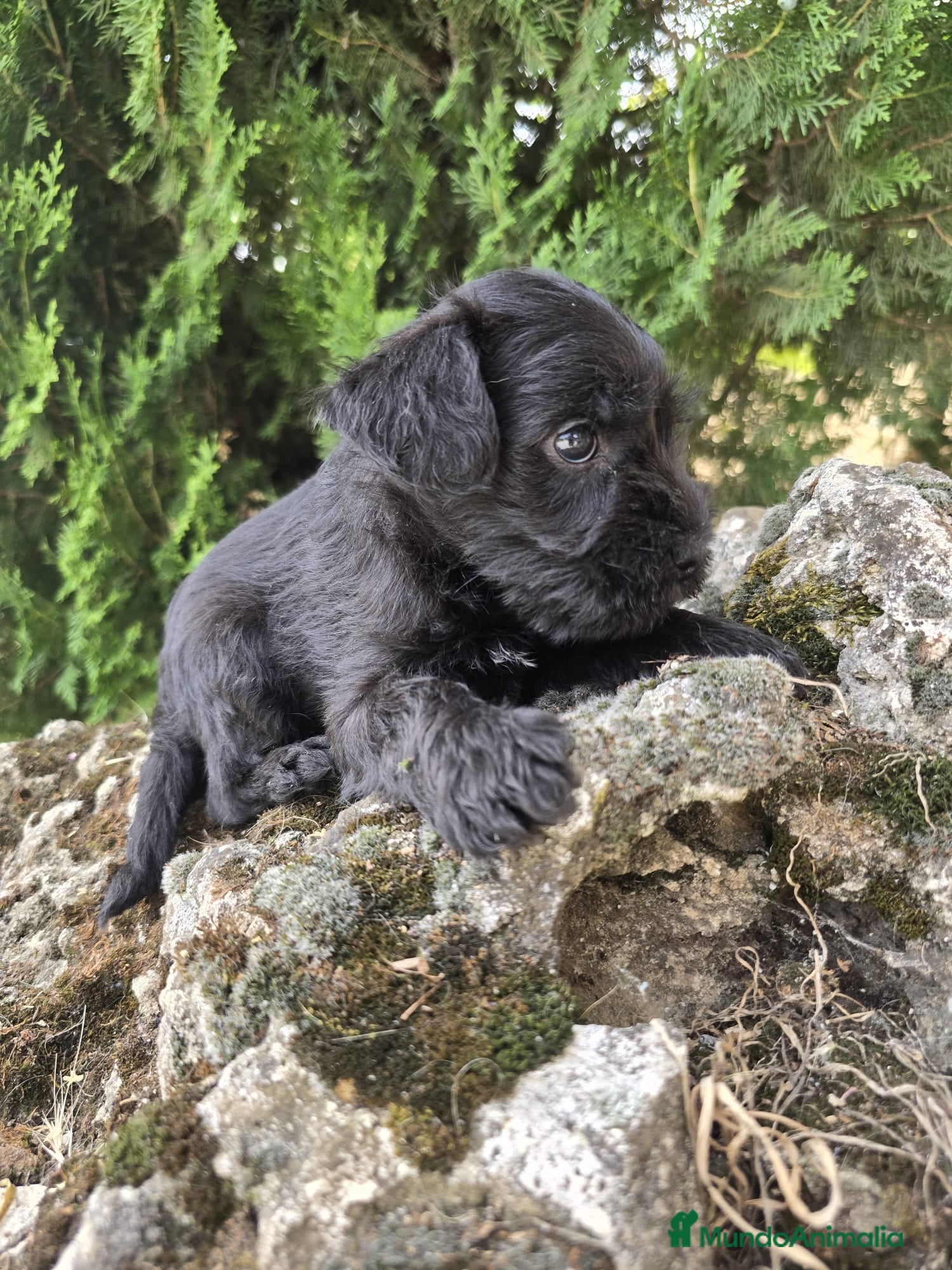 Schnauzer Miniatura perros Schnauzer Miniatura Negros - Anuncio 1