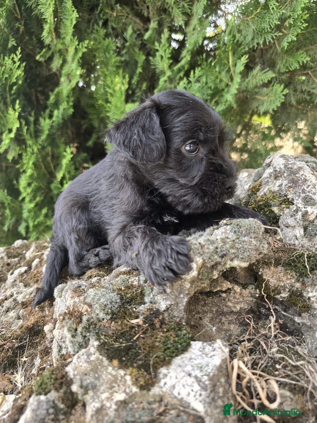 Schnauzer Miniatura perros en venta: Schnauzer Miniatura Negros - Anuncio 1