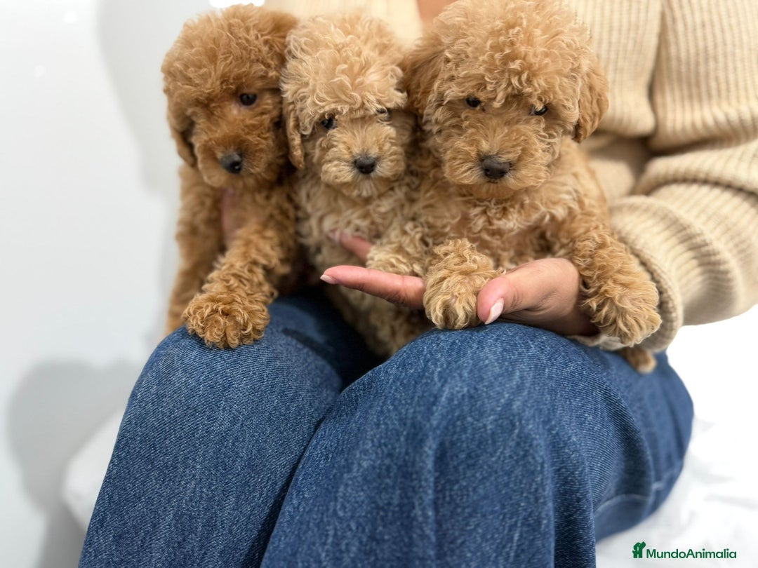 Caniche Toy perros en venta: Caniche toy - Anuncio 2