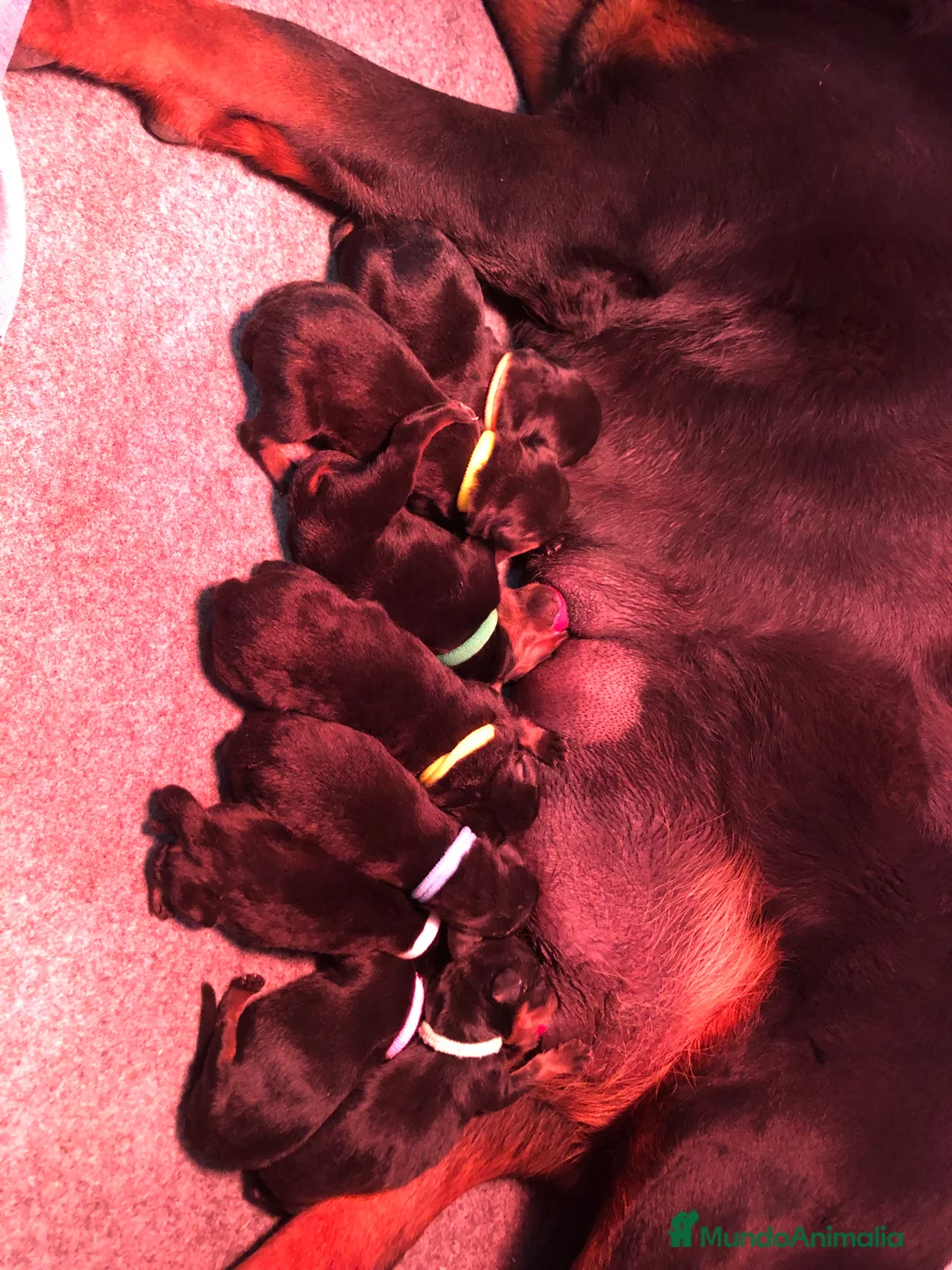 Rottweiler perros en venta: Venta de cachorros Rottweiler  en Barcelona - Anuncio 2