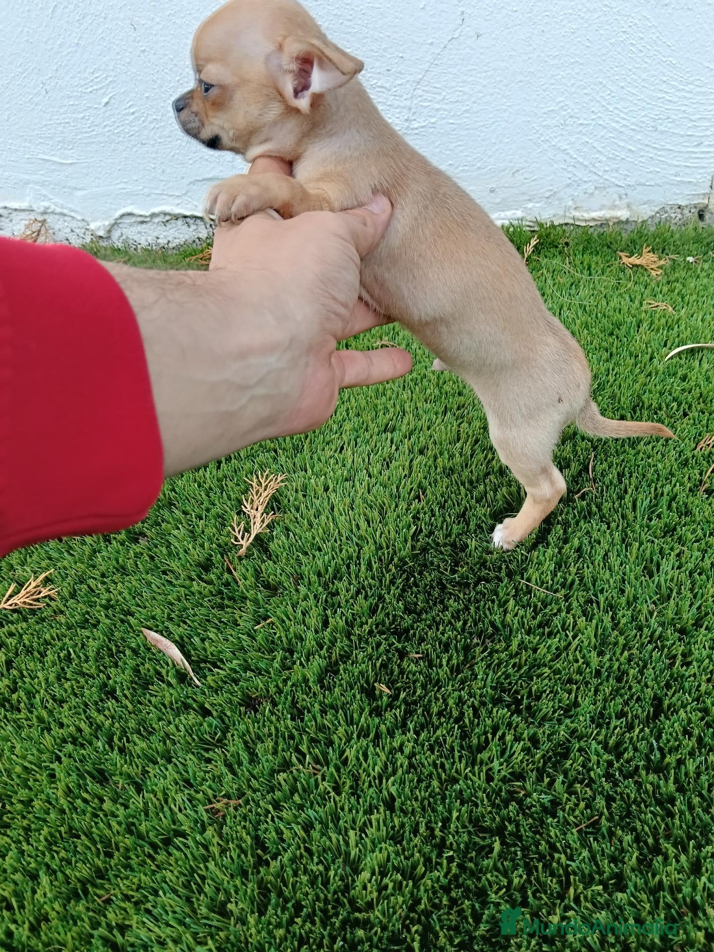Chihuahua perros Precioso machito de Chihuahua - Anuncio 4