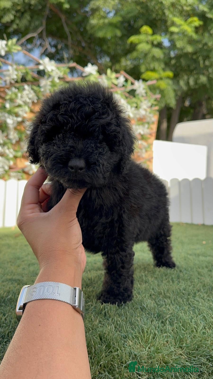 Caniche Enano perros CANICHE ENANO LISTO PARA ENTREGAR - Anuncio 1