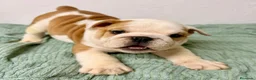 Bulldog Inglés perros en venta: BULLDOG INGLÉS  - Anuncio 5
