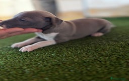 Pequeño Lebrel Italiano perros en venta: Galgo italiano Piccolo macho blue - Imagen 1