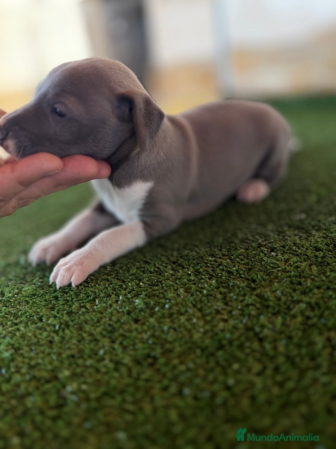 Pequeño Lebrel Italiano perros en venta: Galgo italiano Piccolo macho blue - Imagen 1