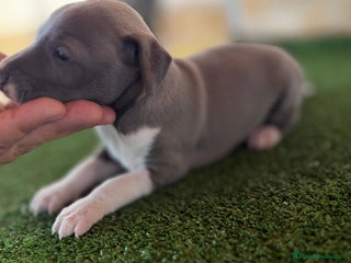 Pequeño Lebrel Italiano perros - Anuncio 1