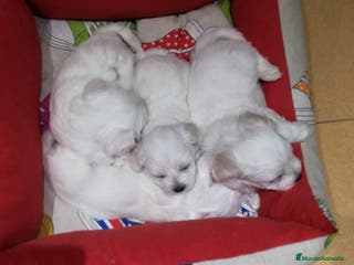 Bichón Maltés perros BICHÓN MALTÉS LÍNEA AMERICANA en Badajoz - Anuncio 20
