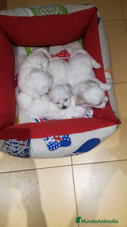 Bichón Maltés perros BICHÓN MALTÉS LÍNEA AMERICANA en Badajoz - Anuncio 2