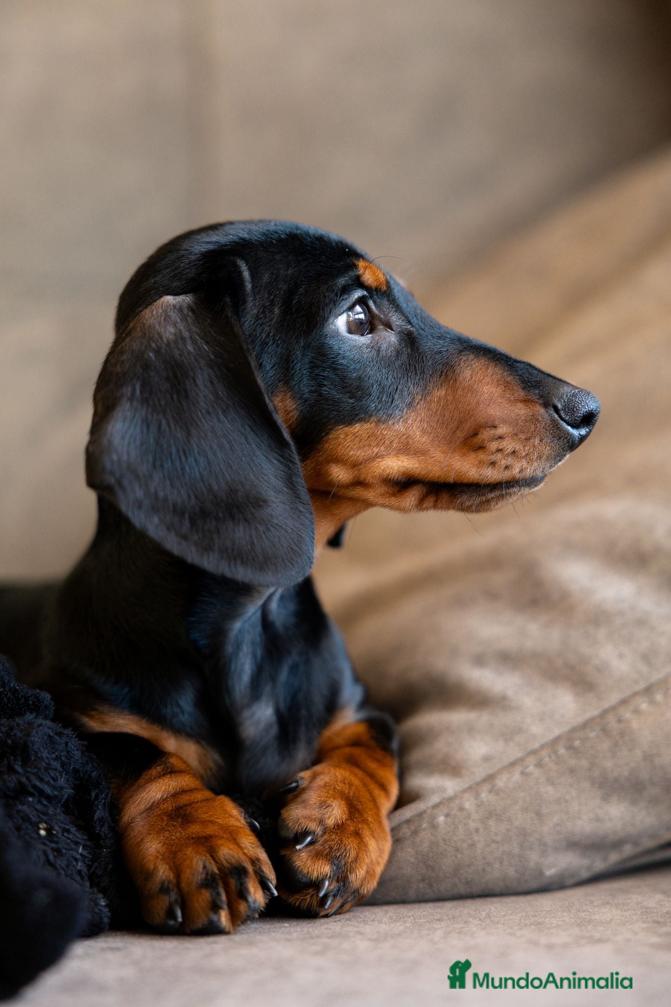 Teckel Miniatura perros Teckel canichen - Anuncio 9