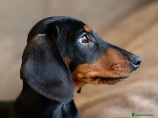 Teckel Miniatura perros Teckel canichen - Anuncio 9