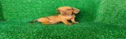 Teckel Miniatura perros en venta: teckel miniatura - Anuncio 14