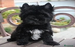 Raza Mixta perros en venta: Cachorros Yorky-poo - Imagen 1