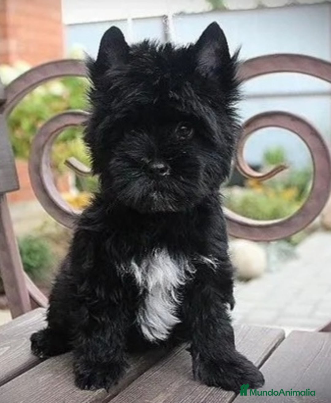 Raza Mixta perros en venta: Cachorros Yorky-poo - Imagen 1