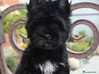 Raza Mixta perros - Anuncio 2