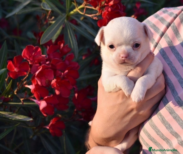 Chihuahua perros PRECIOSOS CHIHUAHUA BLANCOS 🤍 - Anuncio 1