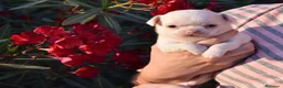 Chihuahua perros en venta: PRECIOSOS CHIHUAHUA BLANCOS 🤍 - Anuncio 1