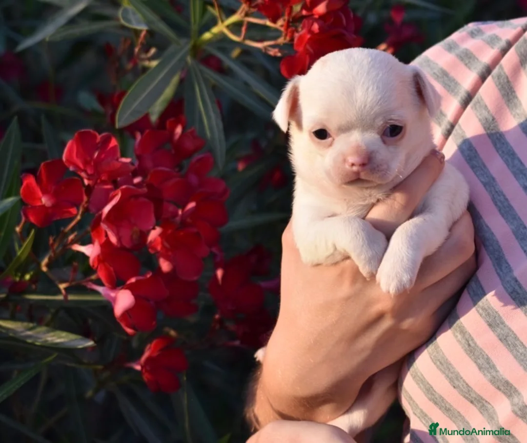 Chihuahua perros en venta: PRECIOSOS CHIHUAHUA BLANCOS 🤍 - Anuncio 1