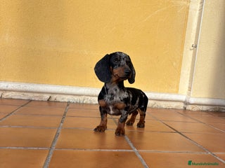 Teckel Miniatura perros Teckel miniatura macho arlequín Merle plata - Anuncio 1