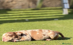 American Bully perros en venta: American Bully  - Imagen 3