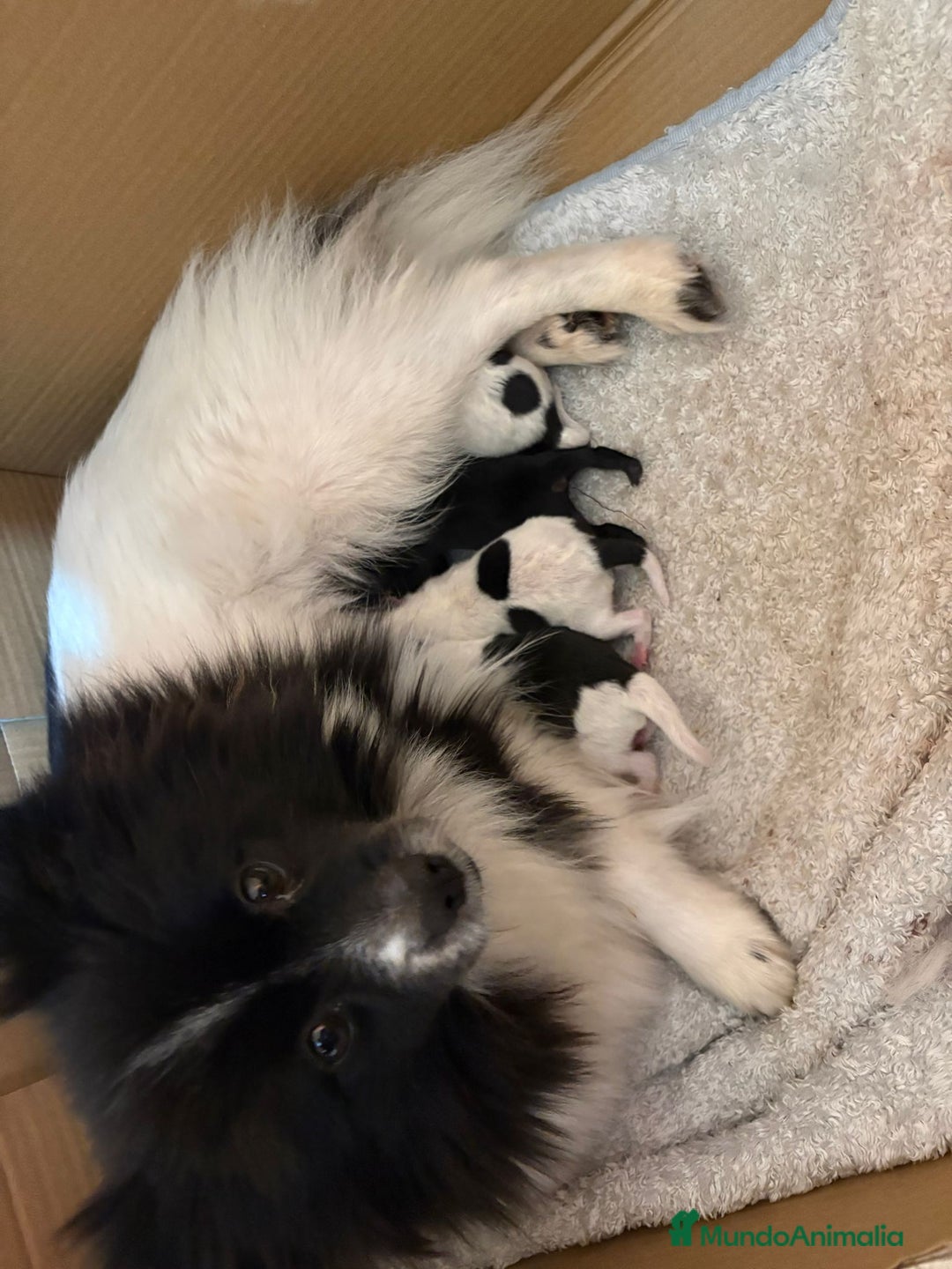 Pomerania perros en venta: Pomeranias toy desde 650€ varios colores  - Anuncio 4