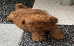 Caniche Toy perros en venta: Excelente camada de caniche rojo toy.  - Imagen 4