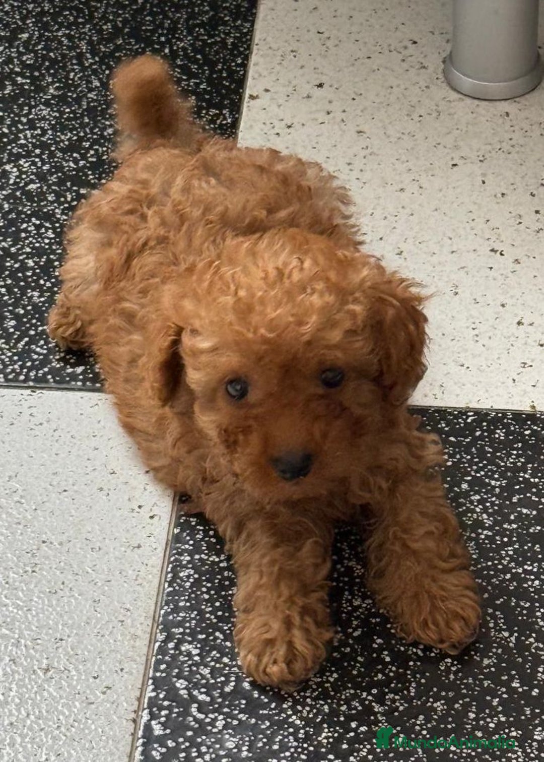 Caniche Toy perros en venta: Excelente camada de caniche rojo toy.  - Imagen 4
