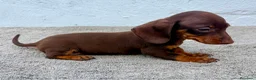 Teckel Miniatura perros en venta: Teckel chocolate kaninchen  - Anuncio 2