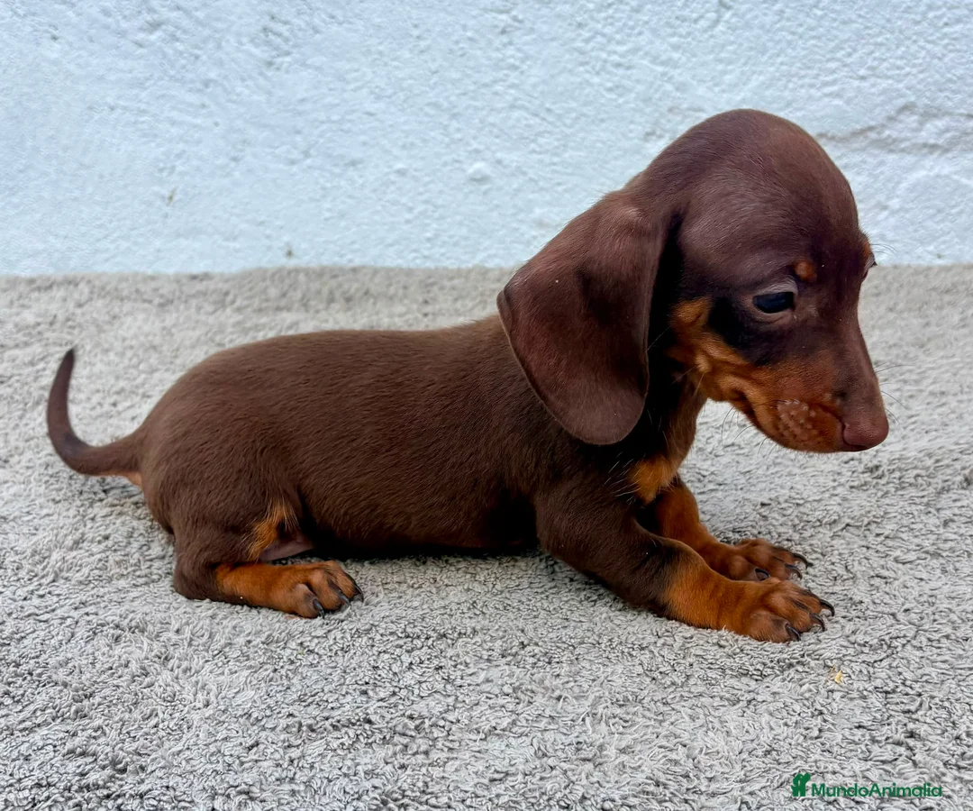 Teckel Miniatura perros en venta: Teckel chocolate kaninchen  - Anuncio 2