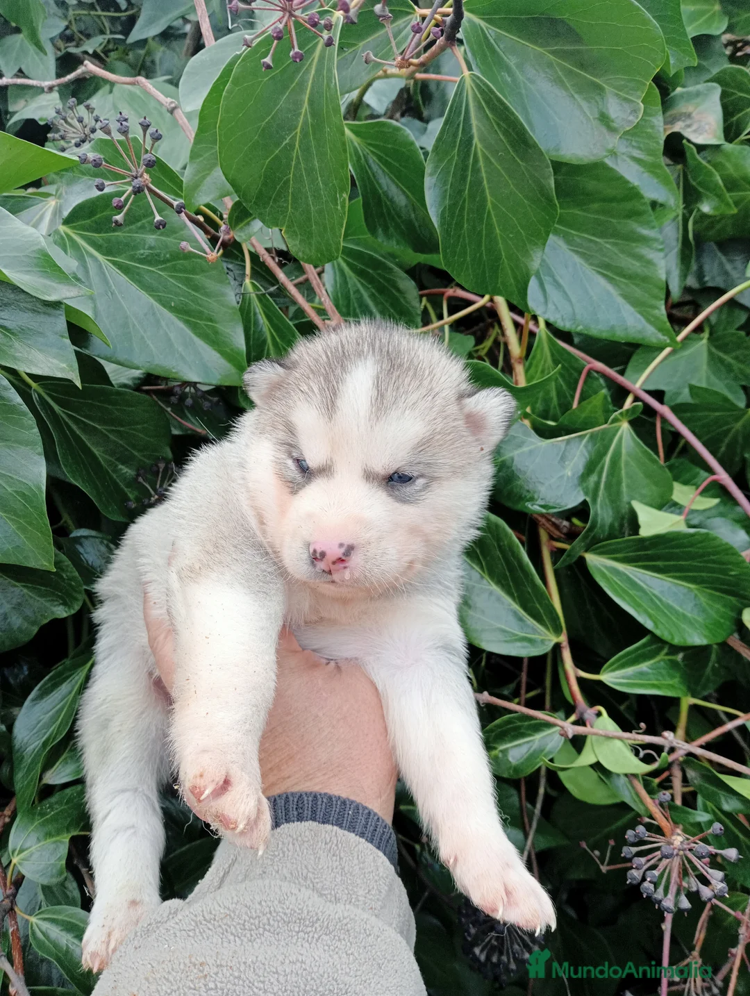 Husky Siberiano perros en venta: Cachorro de husky - Anuncio 2