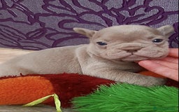 Bulldog Francés perros en venta: entra en nuestra web milcachorros.es - Imagen 10