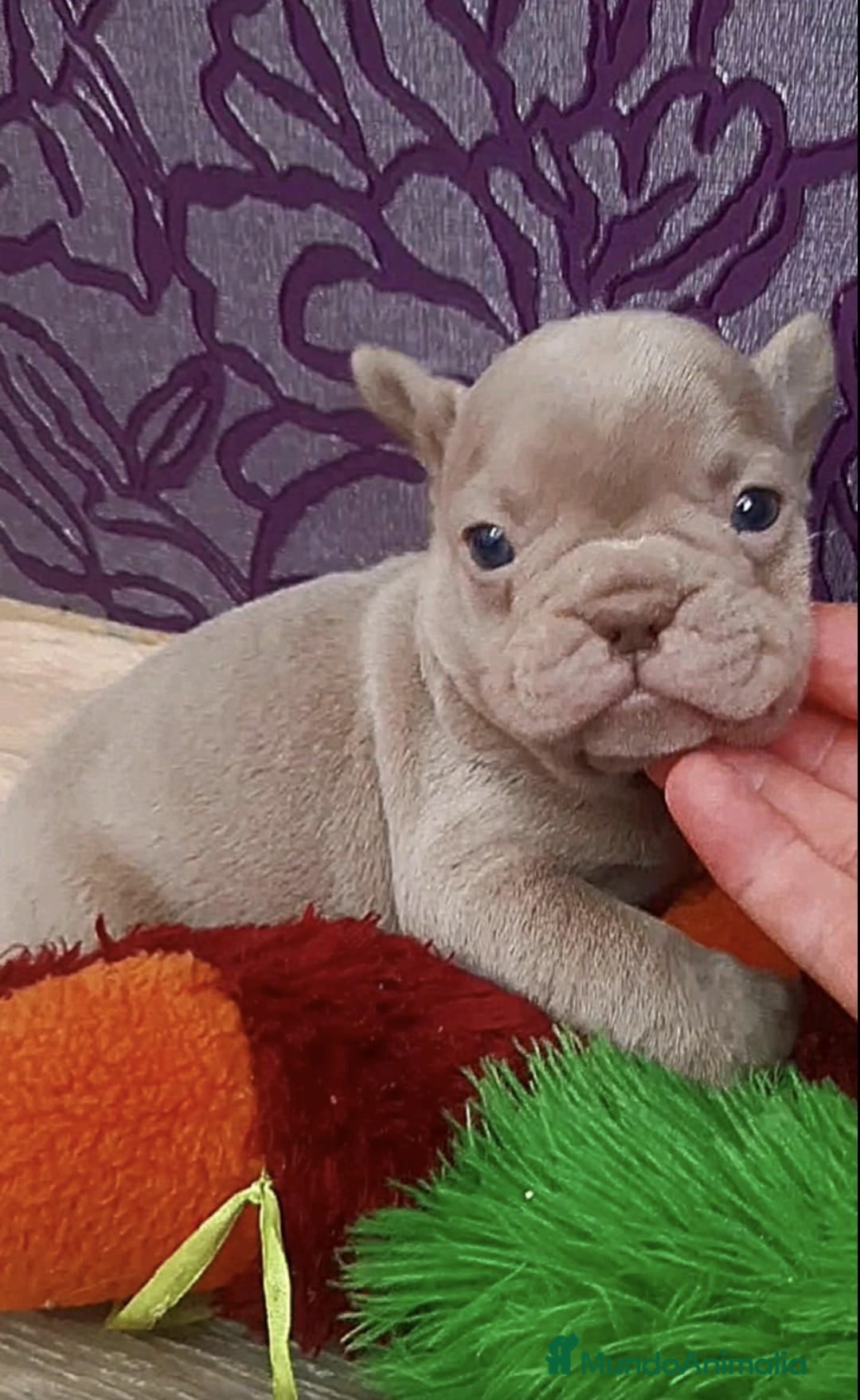 Bulldog Francés perros en venta: entra en nuestra web milcachorros.es - Imagen 10