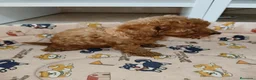 Caniche Toy perros en venta: Caniche Toy - Anuncio 4