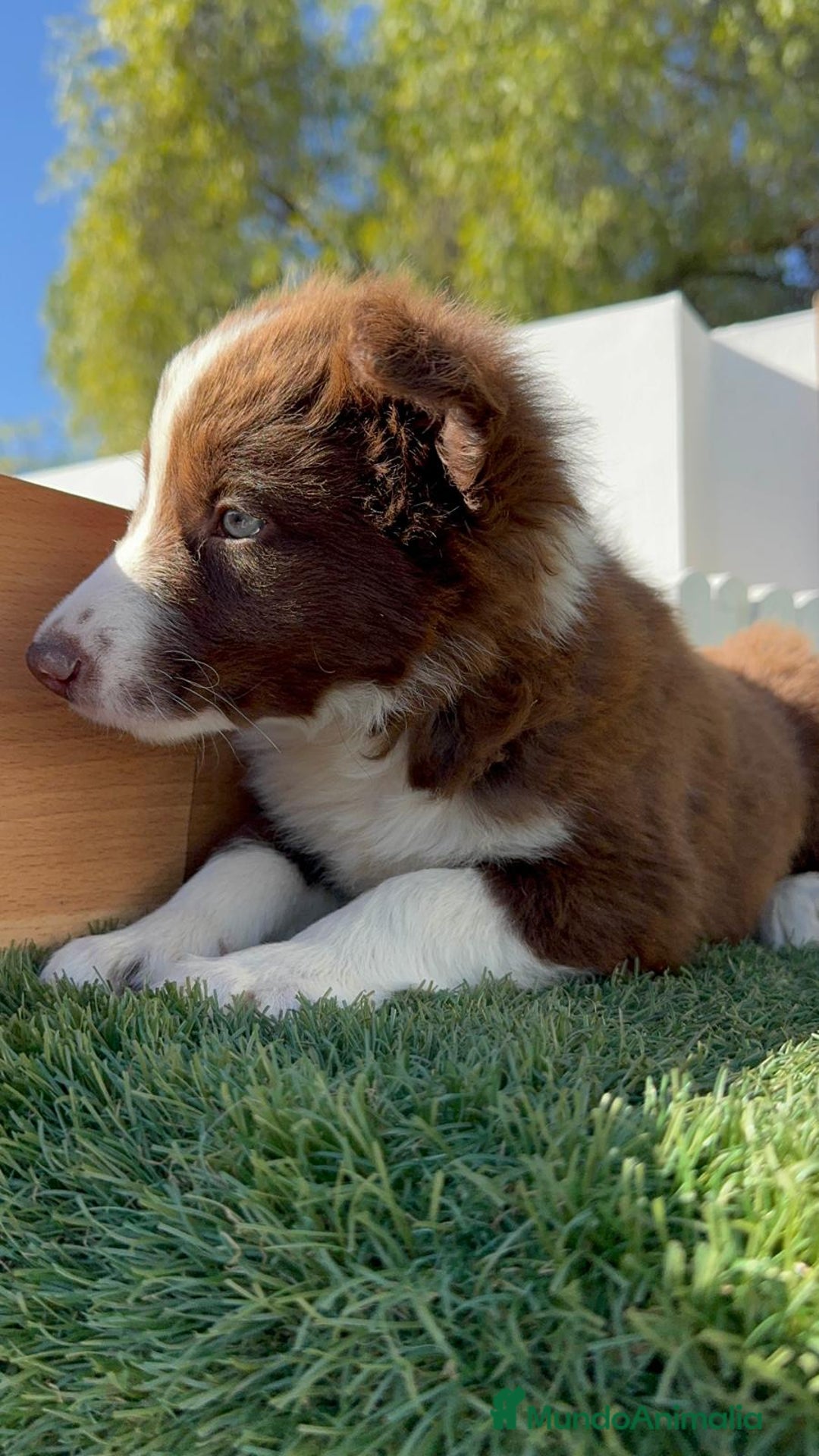 Border Collie perros en venta: BORDER COLLIE - Anuncio 4