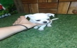 Chihuahua perros en venta: Chihuahua cabeza manzana  - Imagen 12