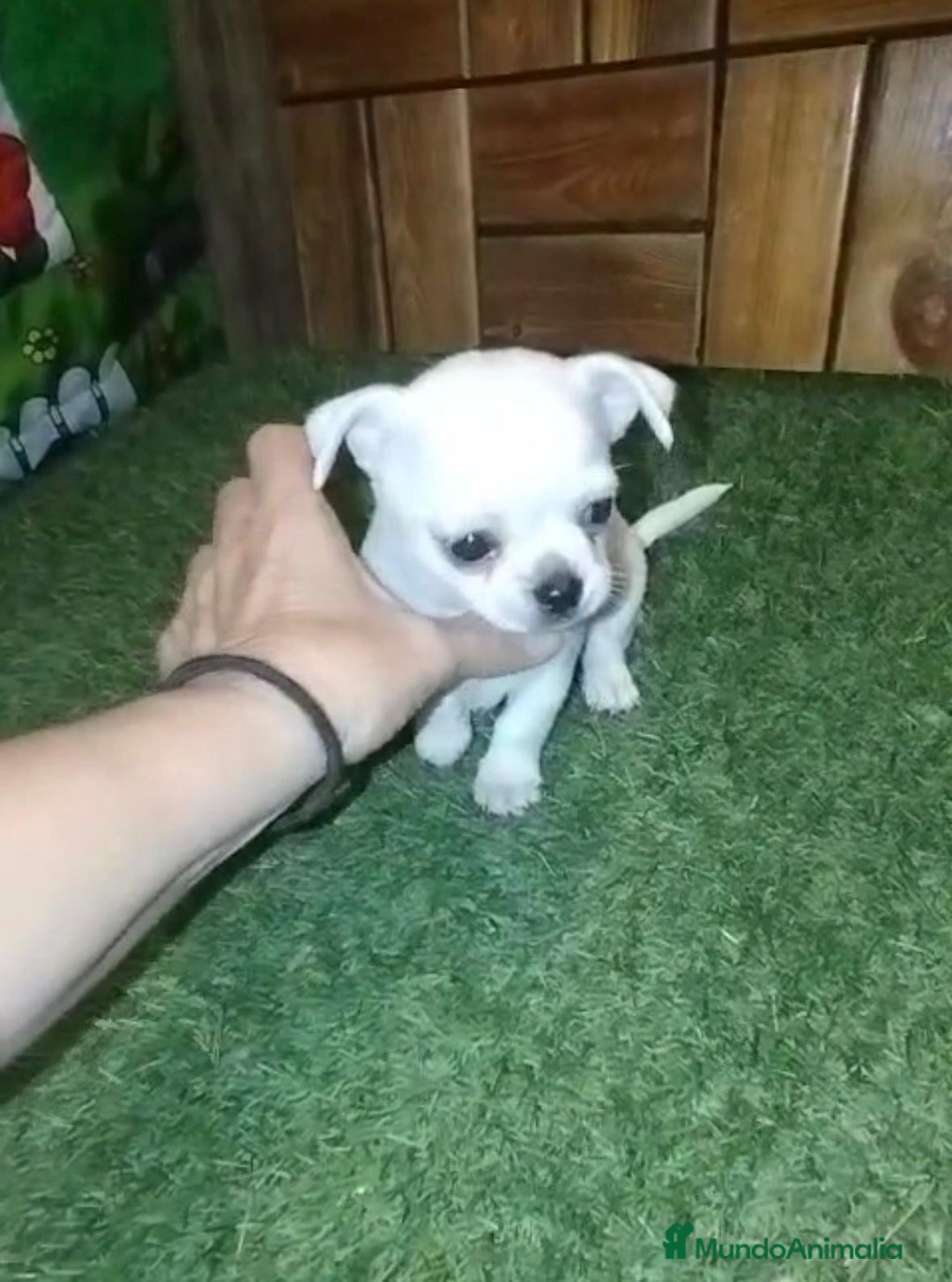 Chihuahua perros en venta: Chihuahua cabeza manzana  - Imagen 12
