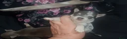 Chihuahua perros en venta: chihuahua trimerle lilacchoco ojos azules - Anuncio 6