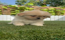 Pekinés perros en venta: PEKINES IMPERIAL HEMBRA - Imagen 12
