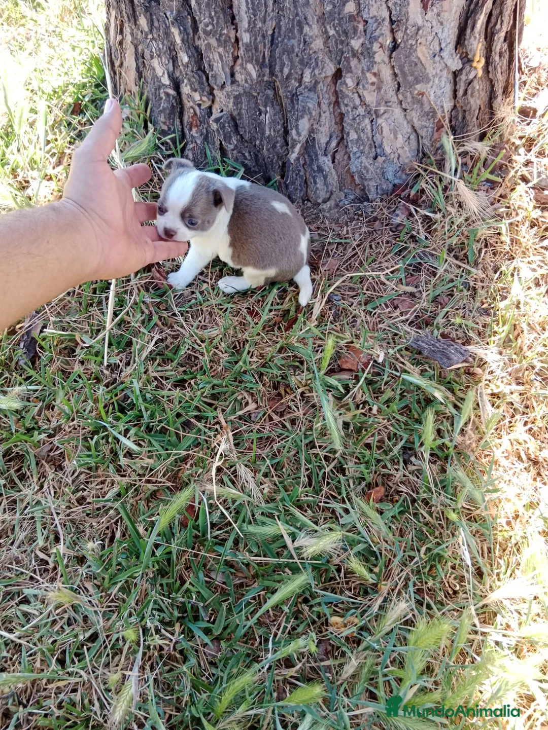Chihuahua perros en venta: PRECIOSOS CHIHUAHUA RUSO Y ASIÁTICO  - Anuncio 34