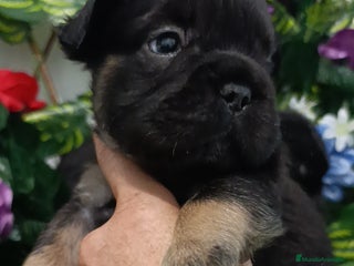 Bulldog Francés perros - Anuncio 5